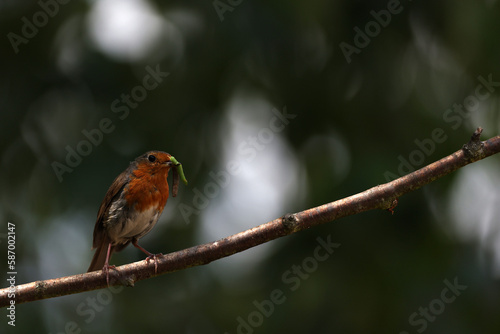 European Robin (Erithacus rubecula) holding an insect in its beak.