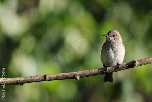 Spotted Flycatcher (Muscicapa striata) on a branch. © RFBSIP