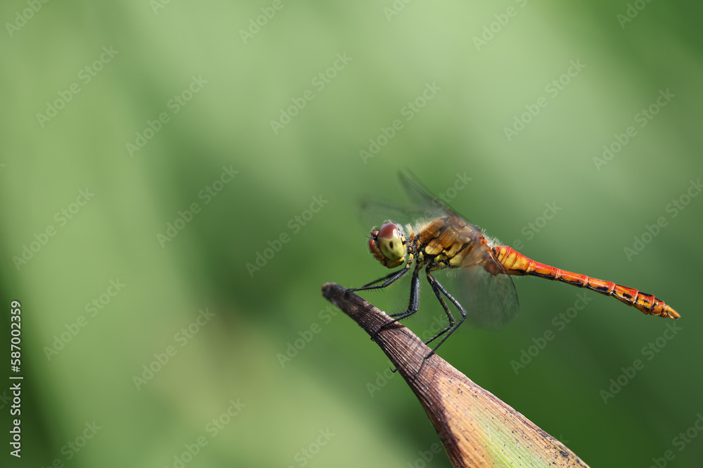 Blood-red sympetrum (Sympetrum sanguineum) on a plant. Blood-red sympetrum (Sympetrum sanguineum) on a plant.