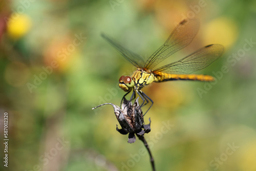Dragonfly golden yellow sympetrum or sympetrum flaveola on a plant.