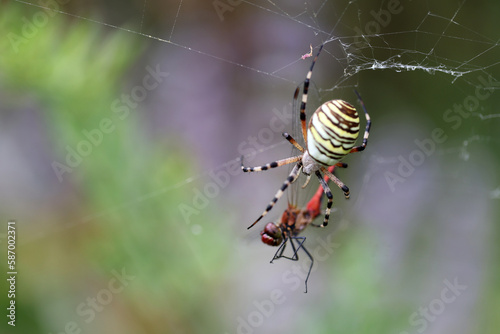 Blood-red sympetrum (Sympetrum sanguineum) caught in a garden spider.