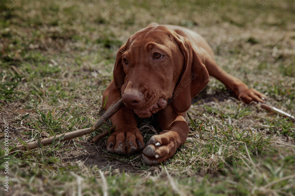 Red Hungarian vizsla puppy gnawing a stick on the grass in summer
