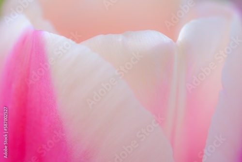 Wallpaper Mural チューリップの花びら Torontodigital.ca