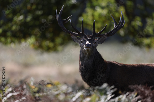 The slab is the call made by deer to attract the attention of females.