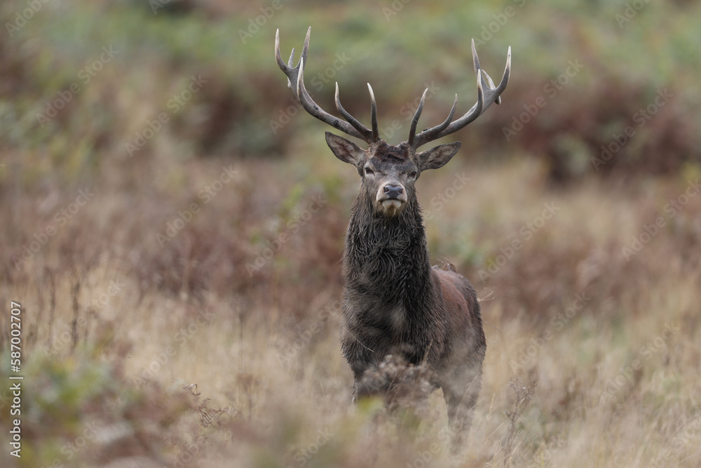 The slab is the call made by deer to attract the attention of females. The slab is the call made by deer to attract the attention of females.