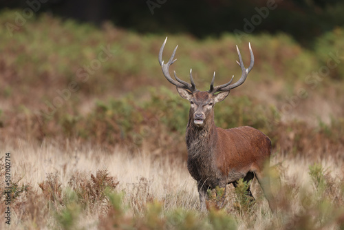 The slab is the call made by deer to attract the attention of females. © RFBSIP