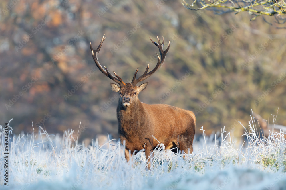Obraz premium Close up of a Red deer stag in winter