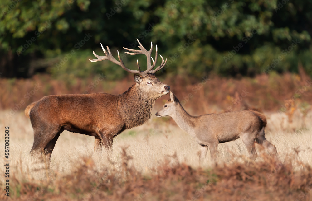Obraz premium Red deer stag guarding hinds during the rutting season in autumn