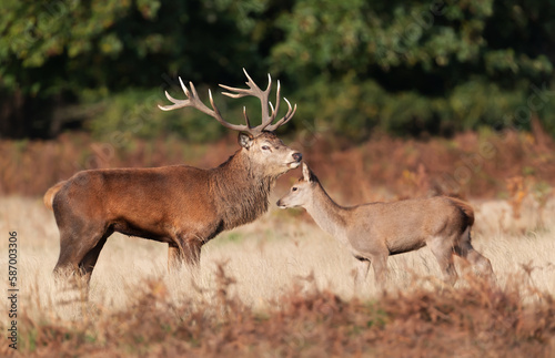 Red deer stag guarding hinds during the rutting season in autumn