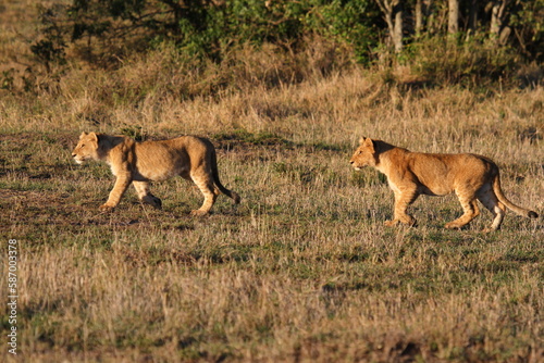 Two grown-up lion cubs moving fast  chasing a hippo