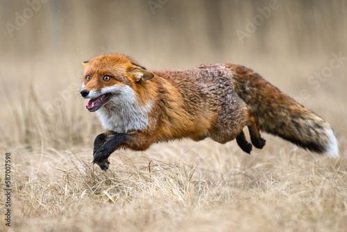 A rusty fox hunts at a rally.