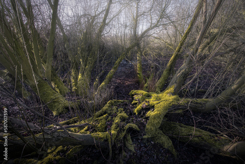 floodplain forest in northrheinwestfalia