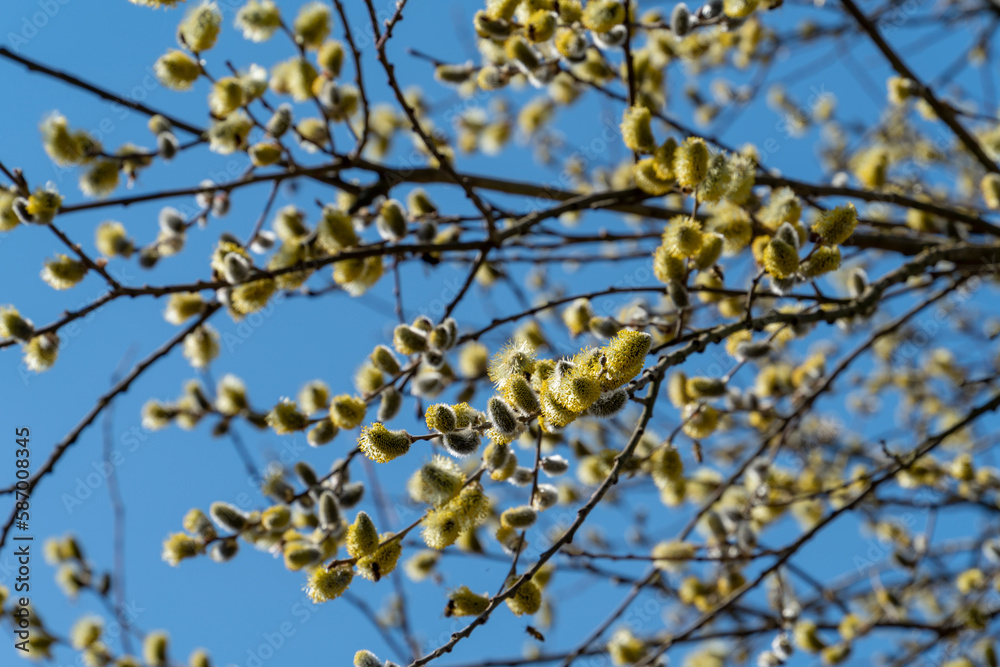 Great sallow catkins