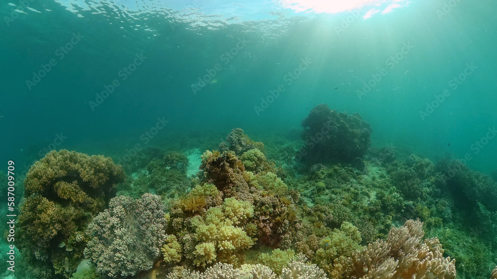 Underwater fish reef marine. Tropical colorful underwater seascape with coral reef. Panglao, Bohol, Philippines.