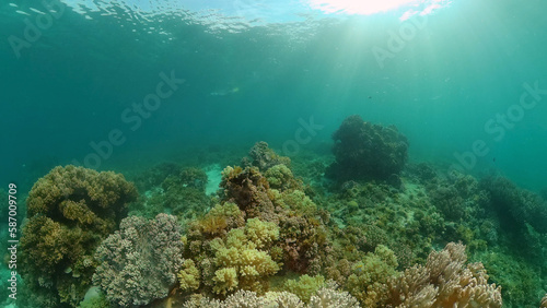 Underwater fish reef marine. Tropical colorful underwater seascape with coral reef. Panglao, Bohol, Philippines. © Alex Traveler