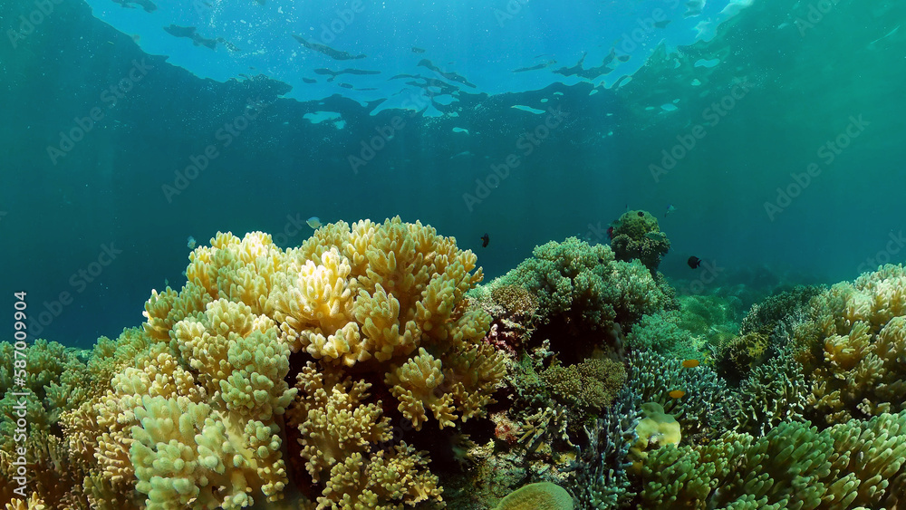 Obraz premium Tropical Seascape Underwater Life. Tropical underwater sea fish. Philippines.