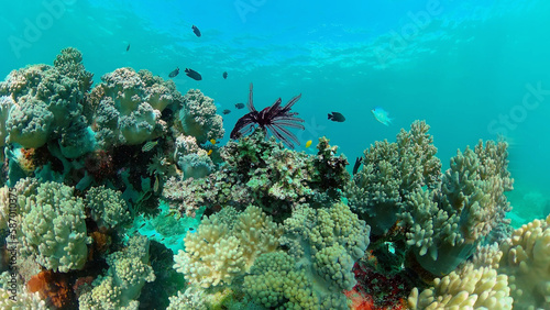 Soft and hard corals. Underwater fish garden reef. Reef coral scene. Philippines.