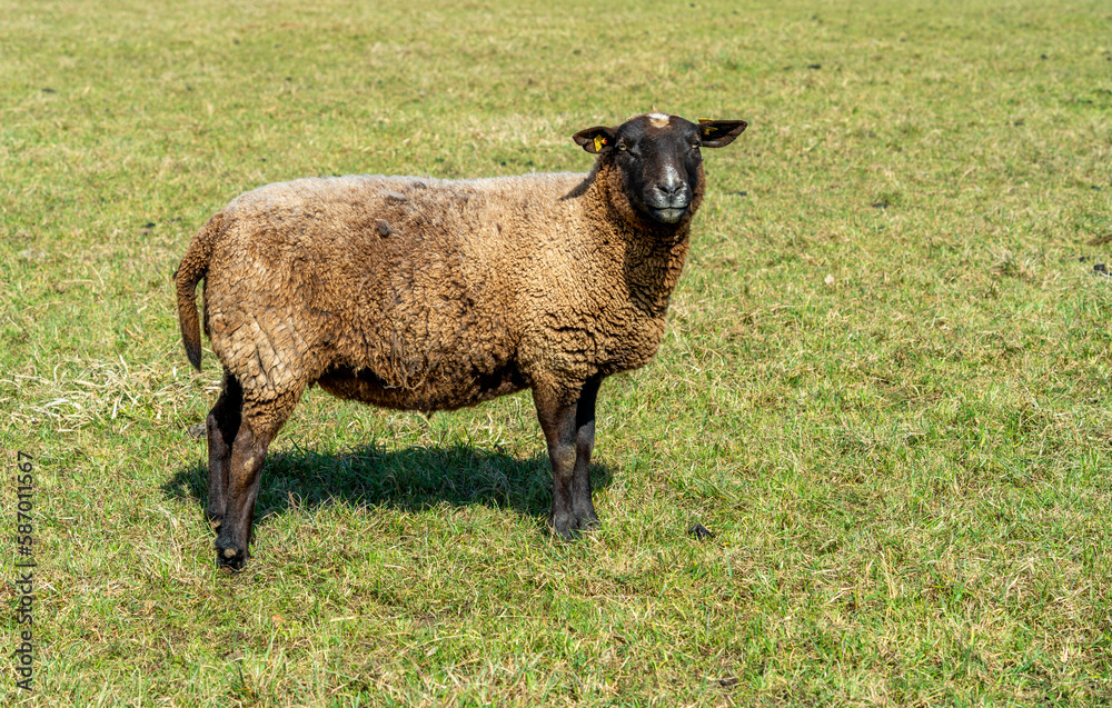 Obraz premium Sheep in grassy ambiance