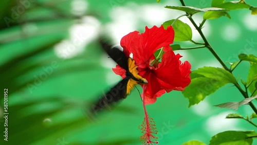 Tropical Butterfly's Paradise in Malaysia. Tropical colorful butterflies among flowering plants. 