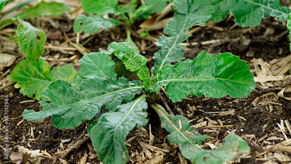Elephantopus scaber, the leaves are long oval, wrinkled and asymmetrical. The color of the leaves is dark green, the bones of the leaves are finger and have fine hairs all over the surface Elephantopus scaber, the leaves are long oval, wrinkled and asymmetrical. The color of the leaves is dark green, the bones of the leaves are finger and have fine hairs all over the surface
