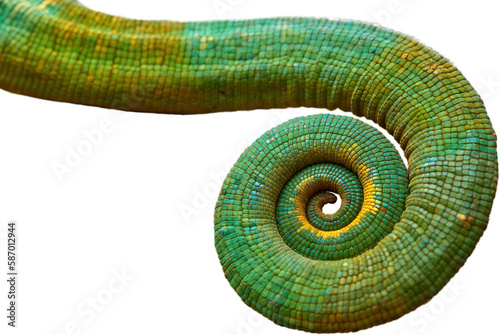 Detail of the curled tail of Parson's chameleon, Calumma parsonii, green and blue colors, isolated on a white background. Graphic element, Wild animal, Madagascar