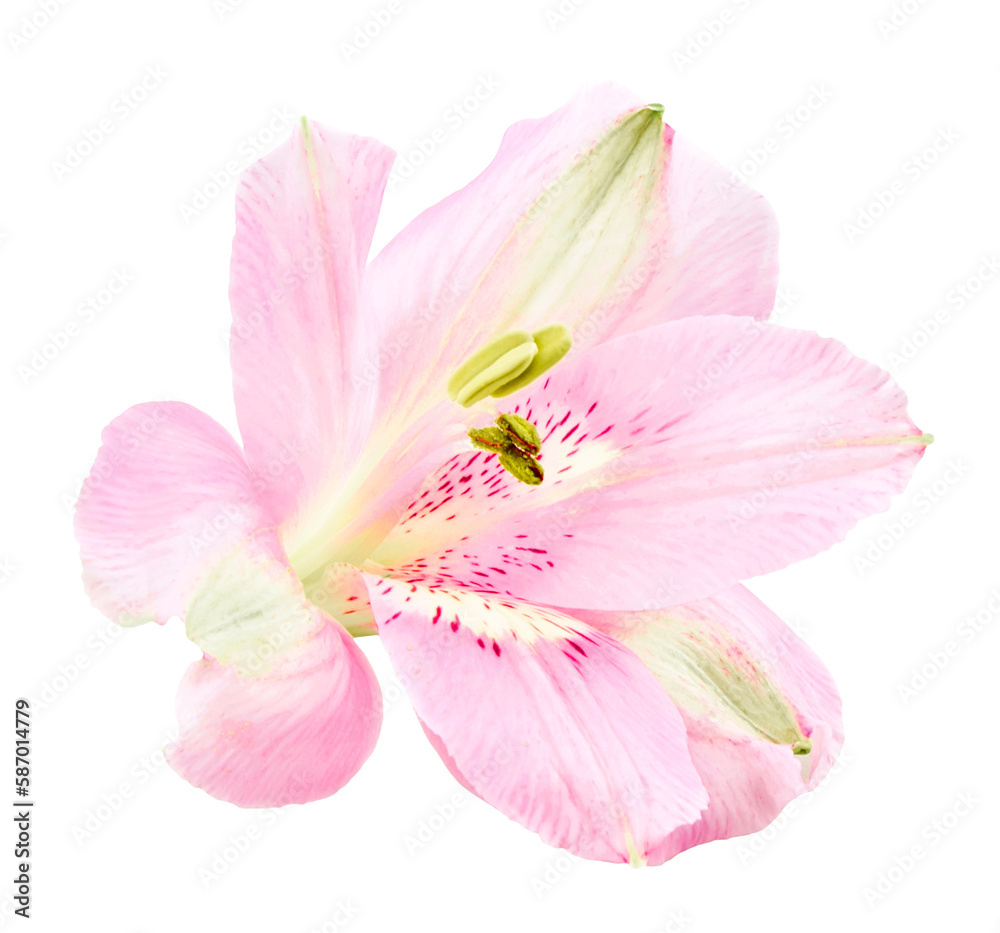 Beautiful flowers isolated on transparent background. PNG format	
