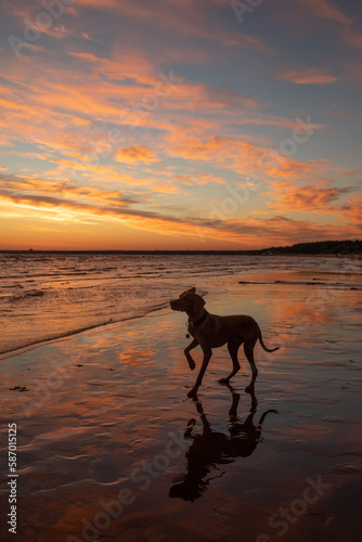 Dark silhouette of dog against the backdrop of sunset on the beach