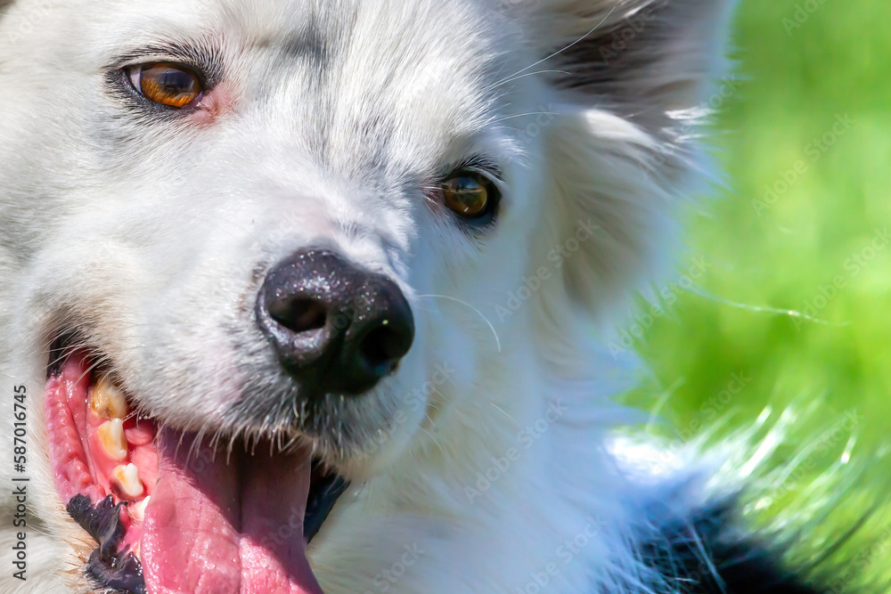 Black and white border collie running through the park with a ball. Companion animals. Shepherd dog. Purebred dogs. Black and white border collie running through the park with a ball. Companion animals. Shepherd dog. Purebred dogs.