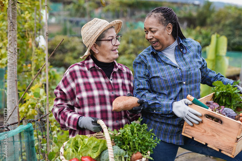 Valokuva Multiracial senior women having fun together during harvest period in the garden