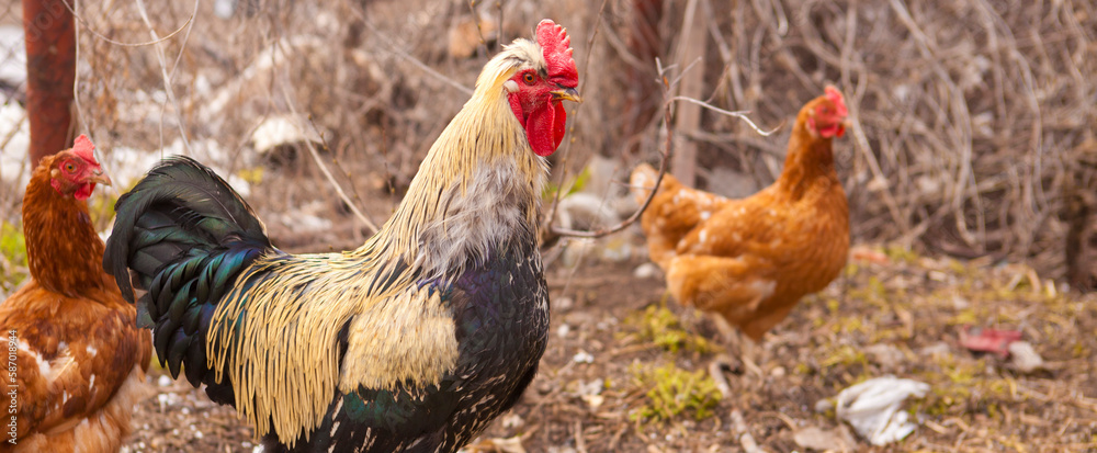Fototapeta premium beautiful bright rooster and hens in a paddock.