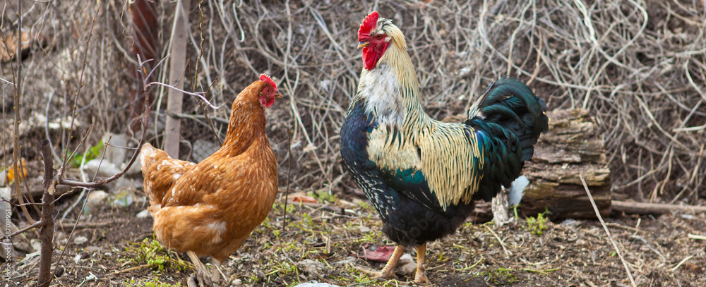 Fototapeta premium beautiful bright rooster and hens in a paddock.