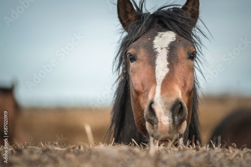 Beautiful thoroughbred horse on a farm in a cloudy spring day. © shymar27