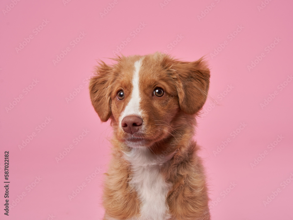 Funny puppy Nova Scotia duck tolling retriever on a pink background. happy dog in studio
