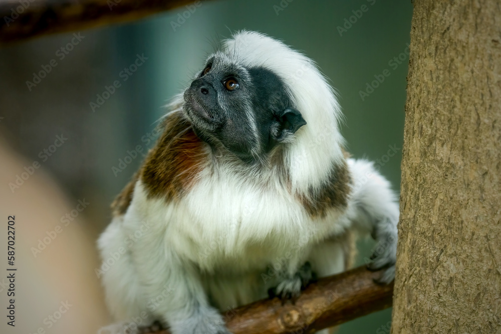 cotton-top tamarin cotton-top tamarin