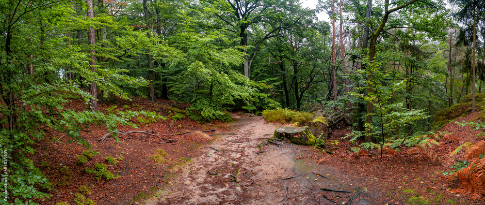 Panoramic view over magical enchanted fairytale forest with moss, lichen and fern at the hiking trail Malerweg in the national park Saxon Switzerland near Dresden, Saxony, Germany.