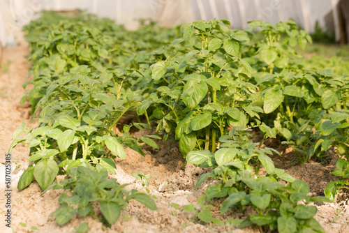 potatoes grow in a greenhouse for an early harvest