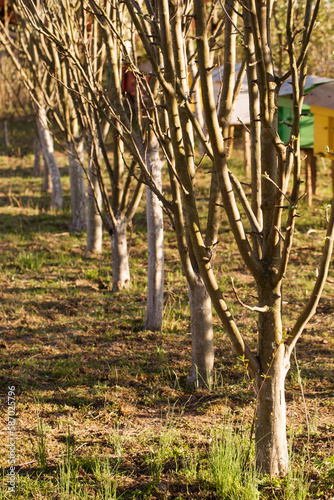 trees are planted in a row