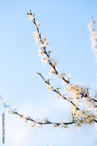 Flowering blackthorn in spring, close-up