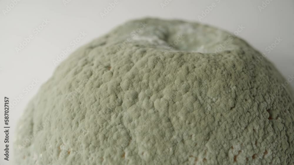 Lemon covered with white and green mold. Dolly slider extreme close-up. Lemon covered with white and green mold. Dolly slider extreme close-up.