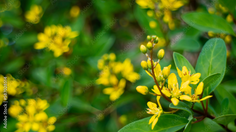 Yellow flowers in a flower garden. Blurred background. Close-up shot. Yellow flowers in a flower garden. Blurred background. Close-up shot.