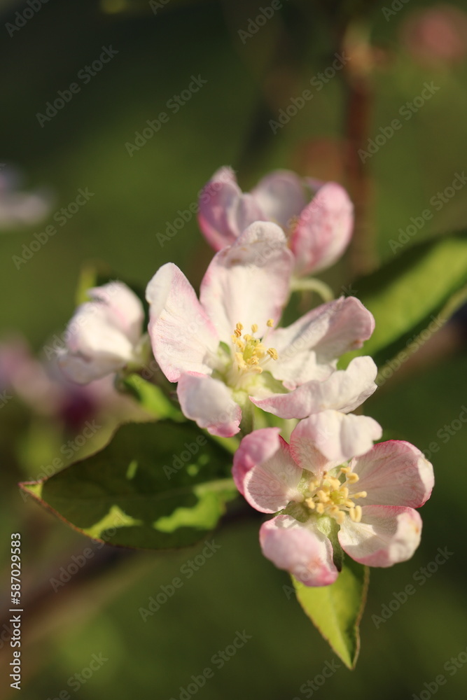 Up close of pink apple tree blossoms in the spring