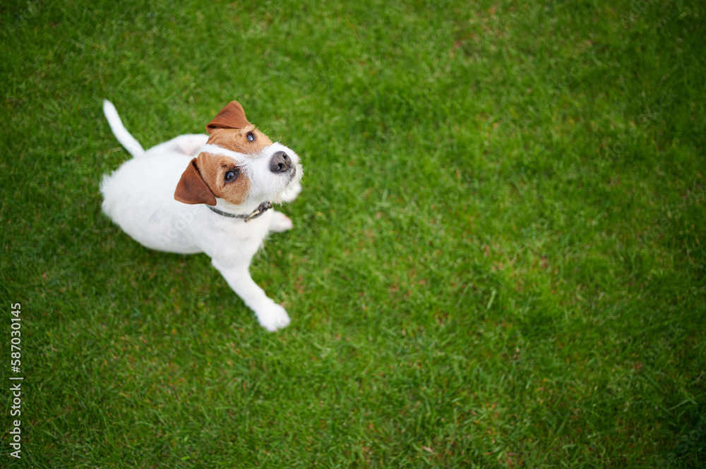 White cute dog with brown spots on the head of the Jack Russell Terrier breed sitting on the grass in the garden looks up.