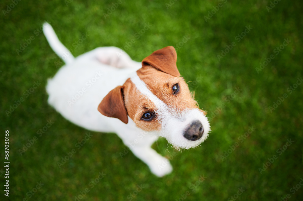 White cute dog with brown spots on the head of the Jack Russell Terrier breed sitting on the grass in the garden looks up. White cute dog with brown spots on the head of the Jack Russell Terrier breed sitting on the grass in the garden looks up.