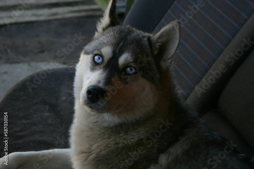 dog