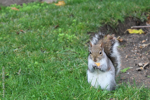ardilla gris comiendo pan en la hierba © Javi