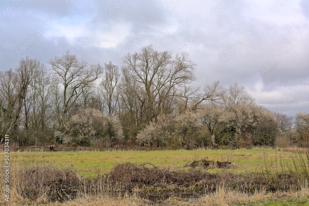 Wetlands in early spring, with bare trees and flowering blackthorns under a cloudy sky in Bourgoyen nature reserve, Ghent, Flanders, Belgium Wetlands in early spring, with bare trees and flowering blackthorns under a cloudy sky in Bourgoyen nature reserve, Ghent, Flanders, Belgium