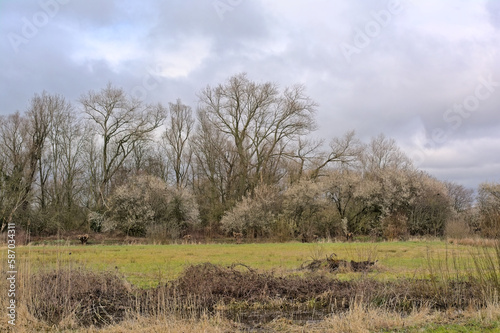 Wetlands in early spring, with bare trees and flowering blackthorns under a cloudy sky in Bourgoyen nature reserve, Ghent, Flanders, Belgium 