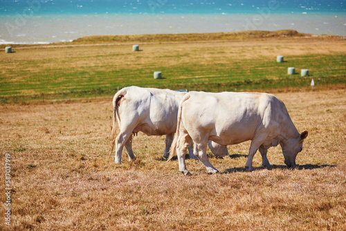 White cows grazing on a green pasture near the Atlantic coast in France