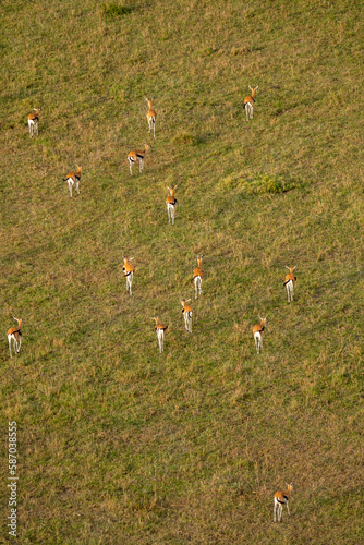 Antelope impalas run along the grassy savannah of the Masaai Mara Reserve in Kenya Africa. Aerial shot photo