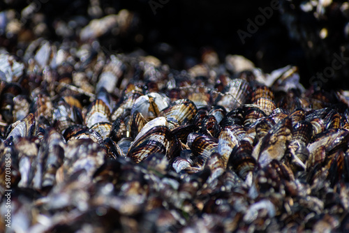 Mussels clustered together on a rock off the coast of California - macro photography